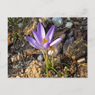 Kroncos Frühjahrs-Blume Postkarte