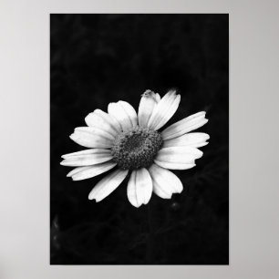 Kronen-Chrysantheme Poster