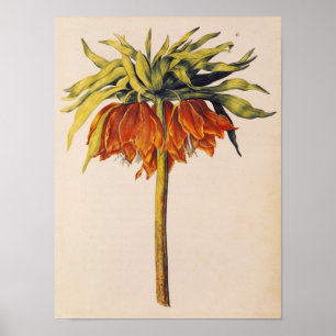 Krönen Sie Fritillary, von 'La Guirlande de Julie Poster