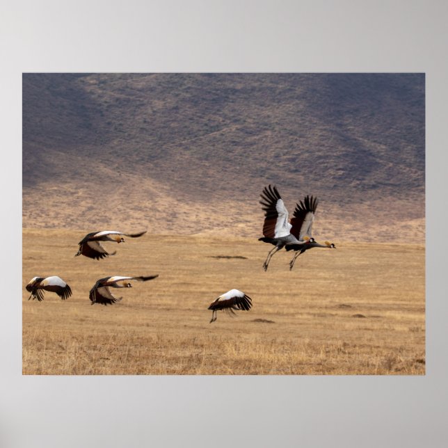 Kronenkrane im Flug Poster (Vorne)