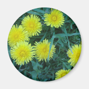Kronleuchter Magnet