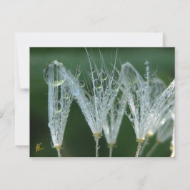 Kronleuchter mit Taubentropfen Spielerische Natur Postkarte