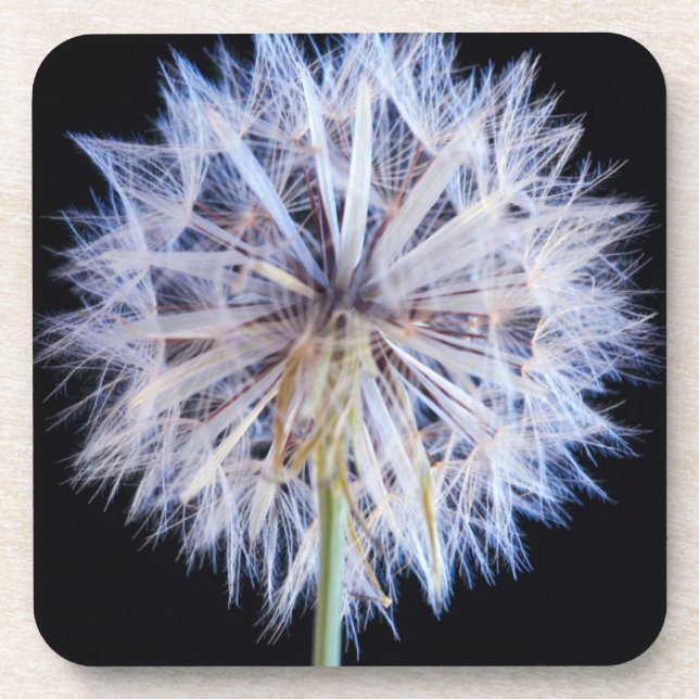 Kronleuchter (Taraxacum Officinale) Getränkeuntersetzer (Vorderseite)