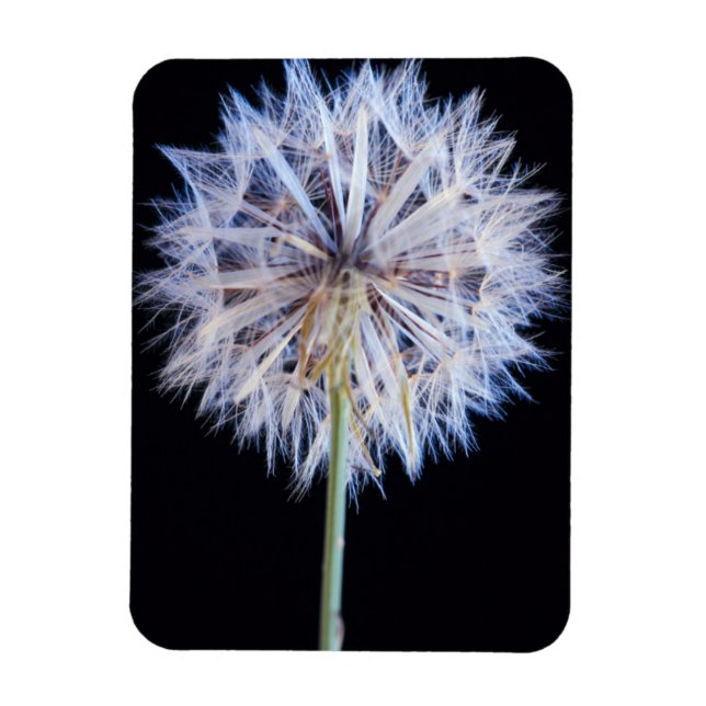 Kronleuchter (Taraxacum Officinale) Magnet (Vertikal)