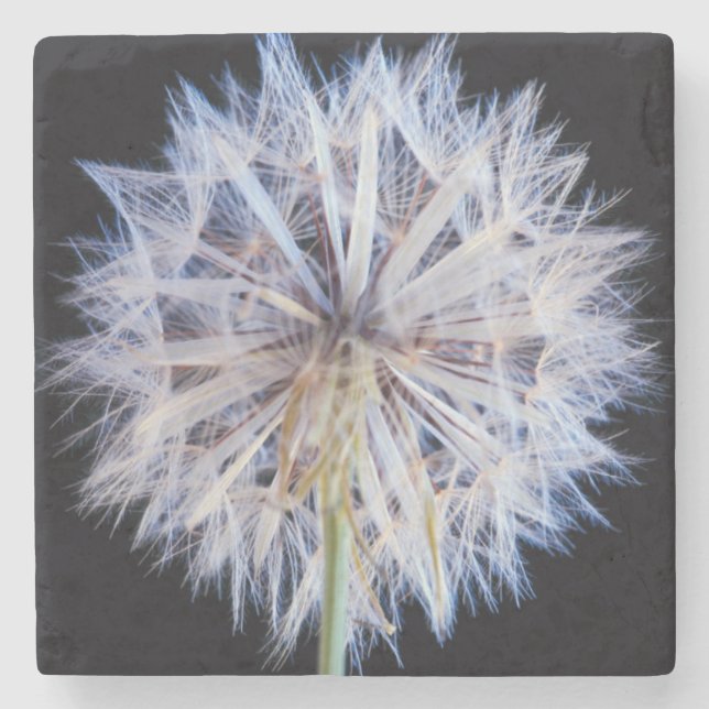 Kronleuchter (Taraxacum Officinale) Steinuntersetzer (Vorderseite)