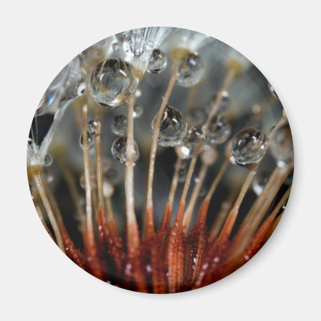 Kronleuchter und Wassertropfen, CA Magnet (Vorne)