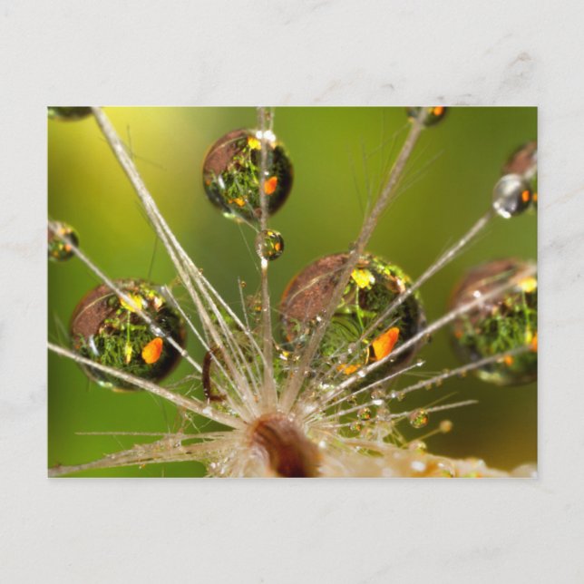 Kronleuchter und Wassertropfen Postkarte (Vorderseite)