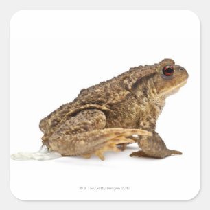 Kröte oder Kröte (Bufo bufo) Quadratischer Aufkleber