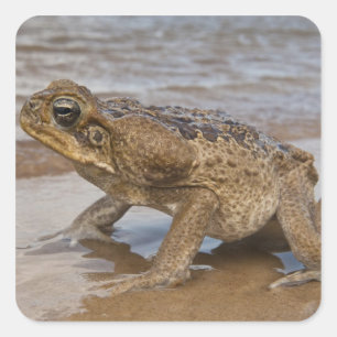 Kröte Rhinella marina, früher Bufo Quadratischer Aufkleber