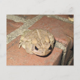 Kröten-Frosch-Postkarte Postkarte