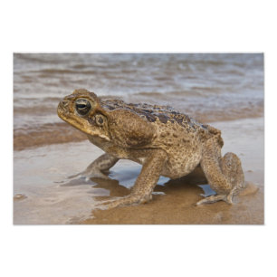 Krötenart Rhinella marina, vormals Bufo Fotodruck