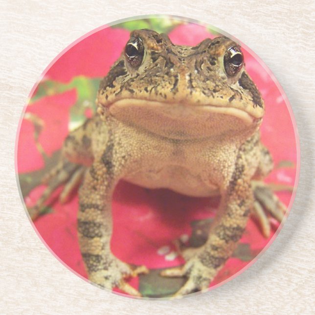 Krötenfrosch stehend oben gegen sandstein untersetzer (Vorne)