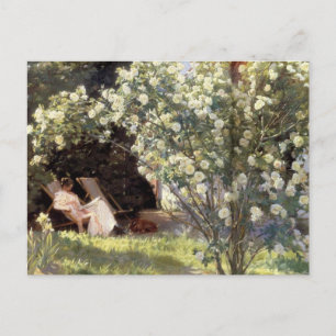 Kroyer's Les-Rose Postkarte