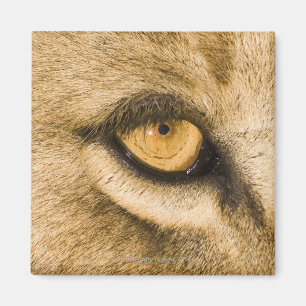 Kruger Nationalpark, der Limpopo-Provinz Magnet