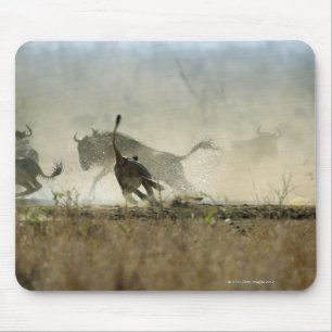 Kruger Nationalpark, Mpumalanga-Provinz, Süd3 Mousepad