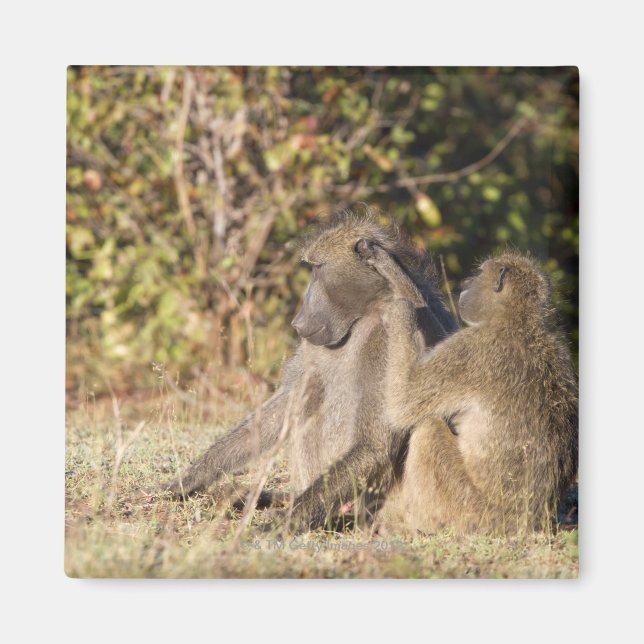 Kruger-Nationalpark, Südafrika Magnet (Vorne)