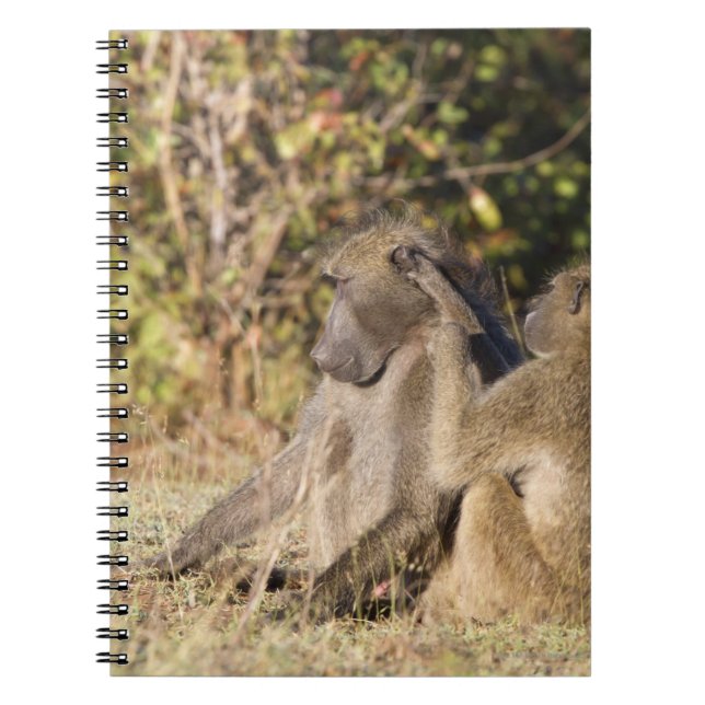 Kruger-Nationalpark, Südafrika Notizblock (Vorderseite)