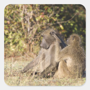Kruger-Nationalpark, Südafrika Quadratischer Aufkleber