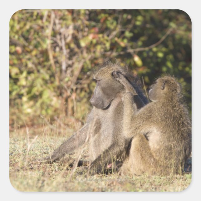 Kruger-Nationalpark, Südafrika Quadratischer Aufkleber (Vorderseite)