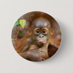 Krummer Tour 3 Button