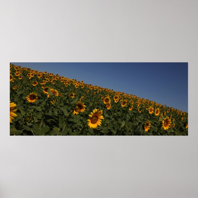 Krümmung Poster (Vorne)