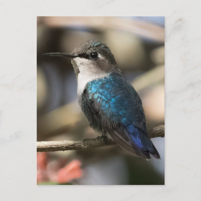 Kubanische Biene Hummingbird Postkarte (Vorderseite)
