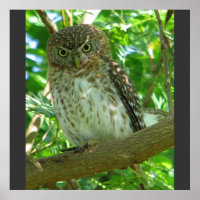 Kubanische Pygmäen Tierfütterung Bäume Natur Schic
