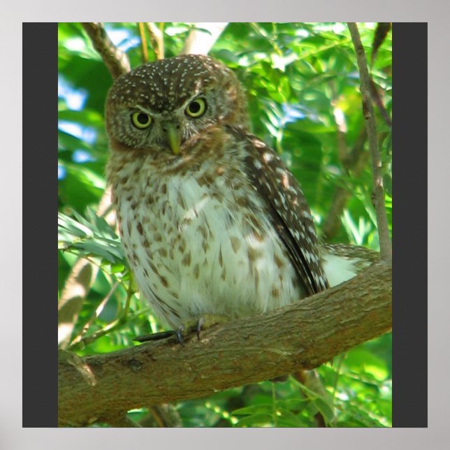 Kubanische Pygmäen Tierfütterung Bäume Natur Schic Poster (Vorne)