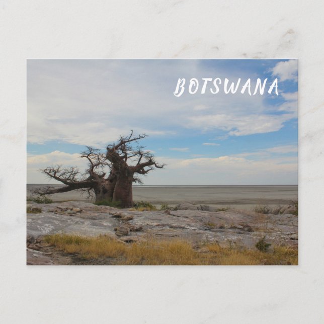 Kubu Island Baobab Tree Baobabs Botswana Landschaf Postkarte (Vorderseite)