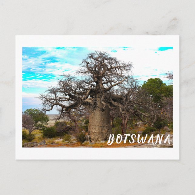 Kubu Island Baobab Tree Baobabs Botswana Landschaf Postkarte (Vorderseite)