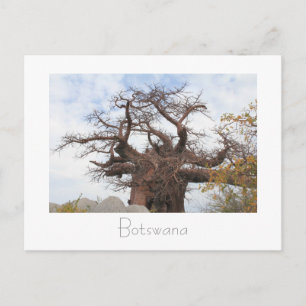 Kubu Island Baobab Tree Botswana Scenery Carte pos