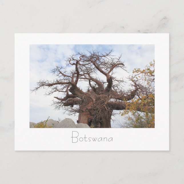 Kubu Island Baobab Tree Botswana Scenery Carte pos (Devant)
