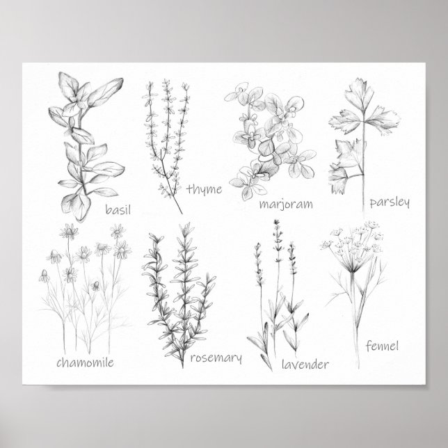 Küchenküche Küchenkraut Rosemary Basil Marjoram Poster (Vorne)