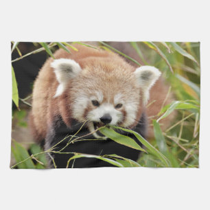 Küchentücher Foto rot Panda , Tiere 0337.