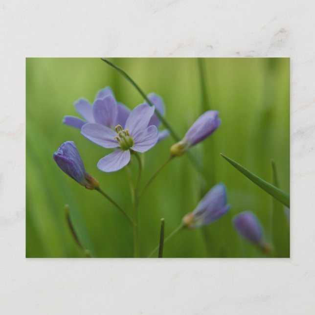 Kuckoo Blume Postkarte (Vorderseite)