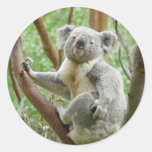 Kuddly Koala-Aufkleber Runder Aufkleber