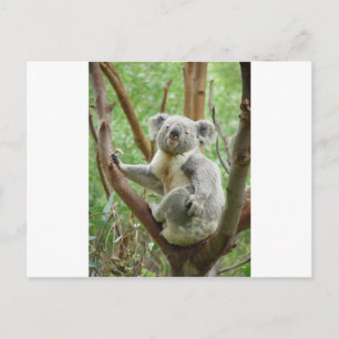 Kudly Koala Postkarte