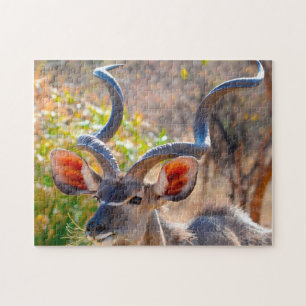 Kudu Botswana.