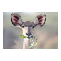 Kudu-Portrait