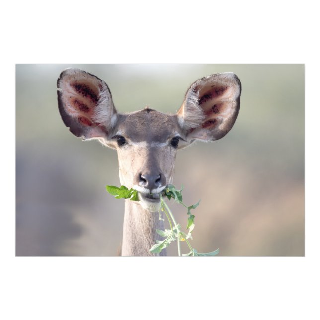 Kudu-Portrait Fotodruck (Vorne)