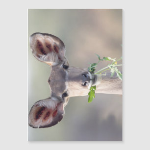 Kudu-Portrait Magnetkarte