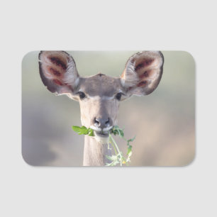 Kudu-Portrait Namensschild