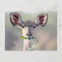 Kudu-Portrait
