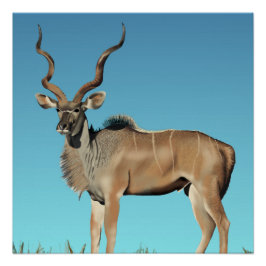 Kudu Poster