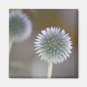 Kugel-Distel-Magnet Magnet
