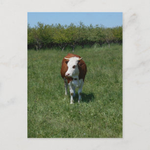 Kuh auf der Weide Postkarte