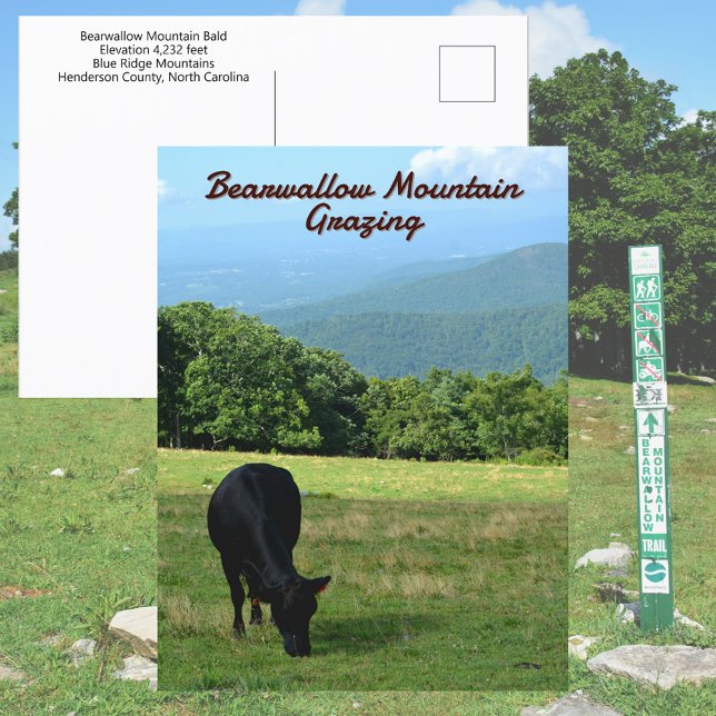 Kuh Bearwallow Mountain Blue Ridge Mountains NC Postkarte (Von Creator hochgeladen)