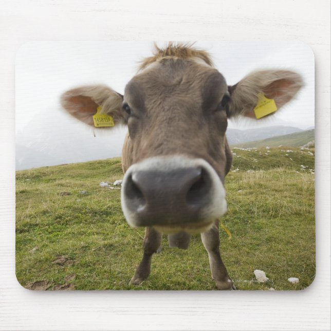 Kuh bei Tre Cime Di Lavaredo in Misurina, Mousepad (Vorne)
