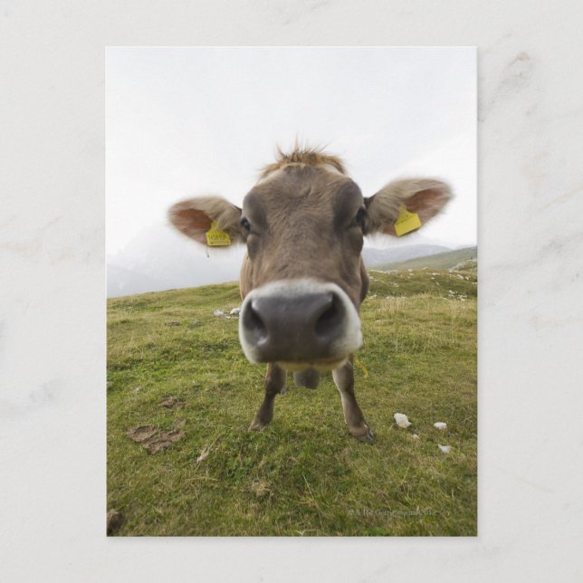 Kuh bei Tre Cime Di Lavaredo in Misurina, Postkarte (Vorderseite)