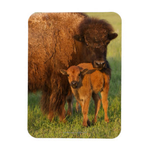 Kuh des amerikanischen Bisons und Kalb, North Magnet